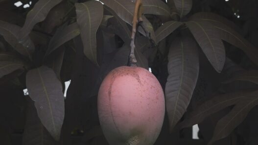 Léonard Pongo, Forbidden Fruit, 2020. Translucent UV print on plexiglass. Fotomuseum Antwerpen. © Léonard Pongo.