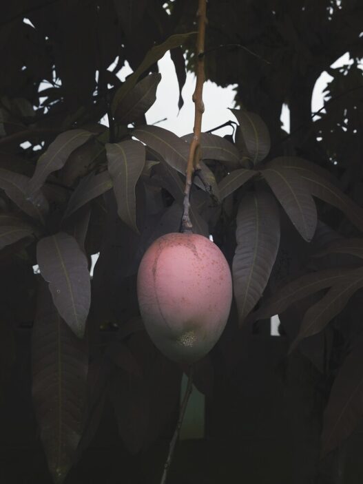 Léonard Pongo, Forbidden Fruit, 2020. Translucent UV print on plexiglass. Fotomuseum Antwerpen. © Léonard Pongo.