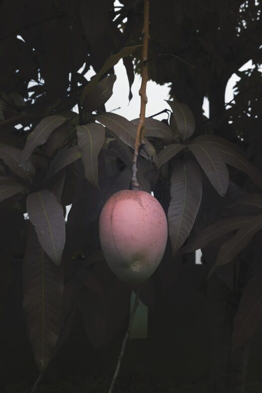 Léonard Pongo, Forbidden Fruit, 2020. Translucent UV print on plexiglass. Fotomuseum Antwerpen. © Léonard Pongo.