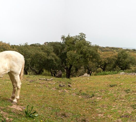 Mónica de Miranda, Ground Work (detail), from the series The Island, 2021.