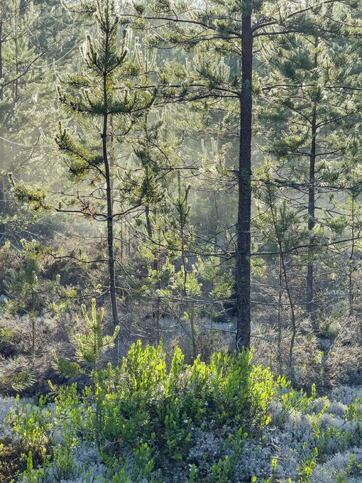 Photo: Ellen J Røed.