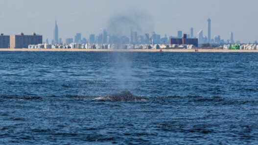 Photo: Artie Raslich/Gotham Whale.