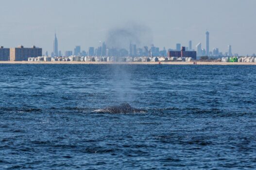 Photo: Artie Raslich/Gotham Whale.