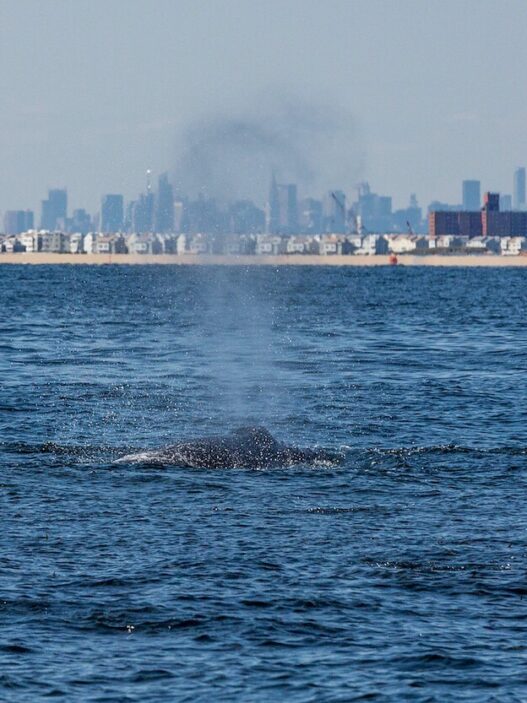 Photo: Artie Raslich/Gotham Whale.