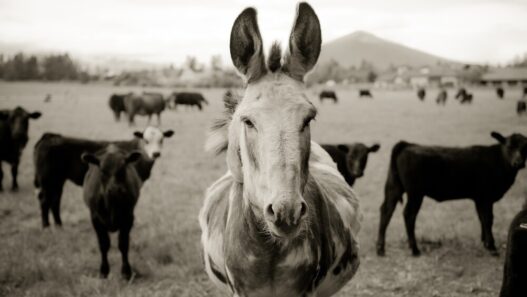 Courtesy Pine Meadow Ranch Center for the Arts & Agriculture. Photo: Loma Smith.