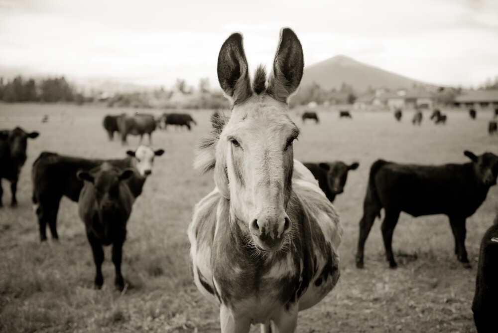 Courtesy Pine Meadow Ranch Center for the Arts & Agriculture. Photo: Loma Smith.