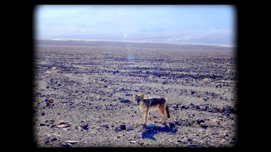 Katherine Waugh & Fergus Daly, Coyote filmed near Nevada Test Site. 16mm frame transferred to digital. Courtesy of the artists.