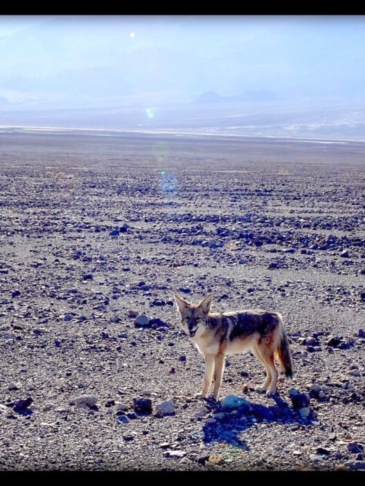 Katherine Waugh & Fergus Daly, Coyote filmed near Nevada Test Site. 16mm frame transferred to digital. Courtesy of the artists.