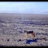 Katherine Waugh & Fergus Daly, Coyote filmed near Nevada Test Site. 16mm frame transferred to digital. Courtesy of the artists.