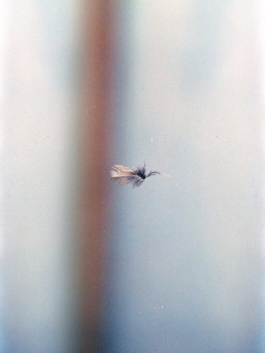 Richard Frater, Invitation Dilemma (Robin, Fågelmuseet, Ottenby), 2022. 35mm color film. Courtesy of the artist. Kunstverein München e.V..