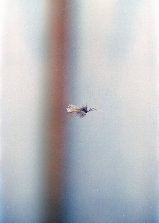 Richard Frater, Invitation Dilemma (Robin, Fågelmuseet, Ottenby), 2022. 35mm color film. Courtesy of the artist. Kunstverein München e.V..